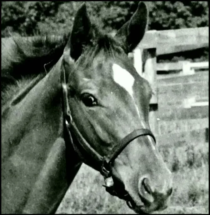 Secretariat Enameled Photo Pendant